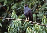 40_Zwarte buizerd (Common Black-hawk), Corcovado